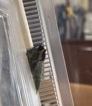 アオスジアゲハの幼虫の記事動画