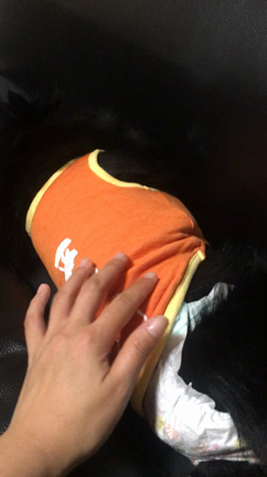 黒ポメ姫ちゃん寝るの記事動画