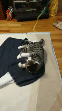 今日はバレンタインデーの記事動画