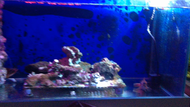 アカハタ飼育とシライトイソギンチャクとフェラメ仕立ての記事動画