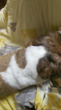 日常の記事動画