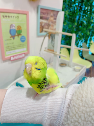 アニタッチで癒され過ぎた日♡の記事動画