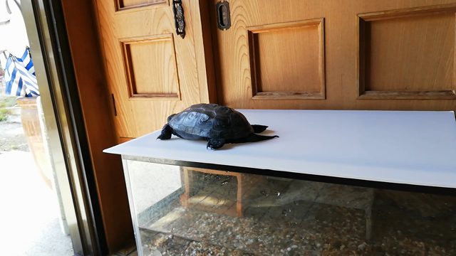 マイ水槽が恋しいの記事動画