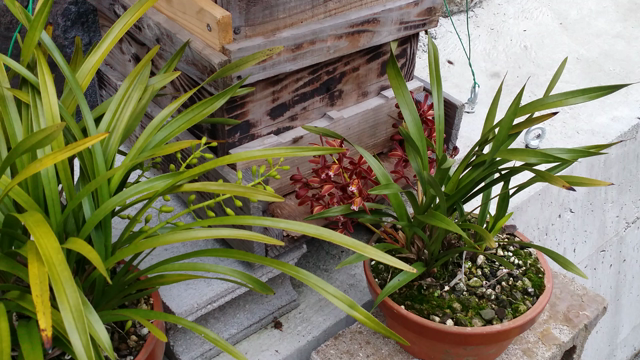 愛しのミツバチの記事動画