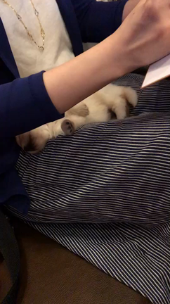 ポポちゃんはふしぎな子なのだなぁの記事動画