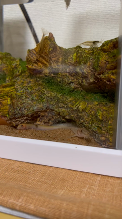 2022/09/17   台風め‥( ˊଳˋ)の記事動画