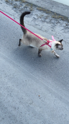 ここさん歩くの記事動画