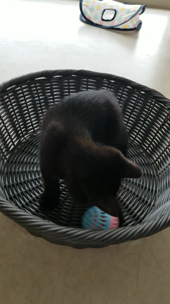 休診のお知らせの記事動画