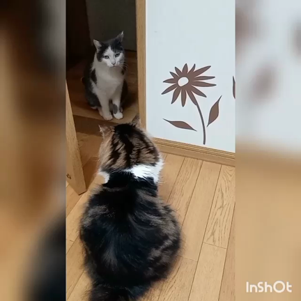 動画で検証の記事動画