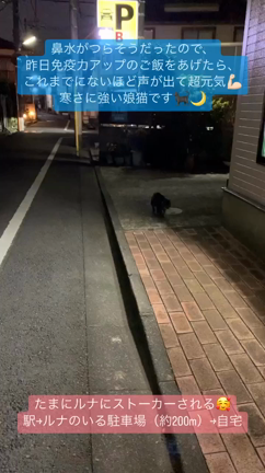 愛猫ルナとの出会い〜天国に昇るまで Ⅱの記事動画