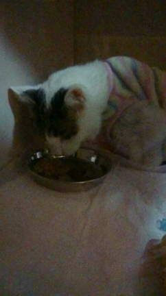 ご報告の記事動画