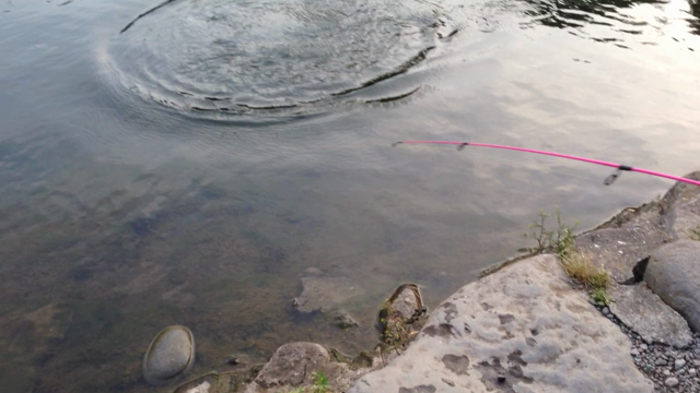 6/10  すそのフィッシングパーク&amp;ホタルの記事動画