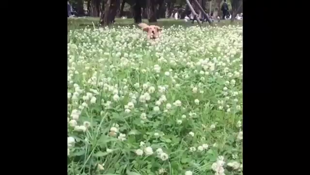 久しぶりのプチヴィーの森。。。の記事動画