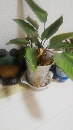 ごめんよ薔薇子！の記事動画