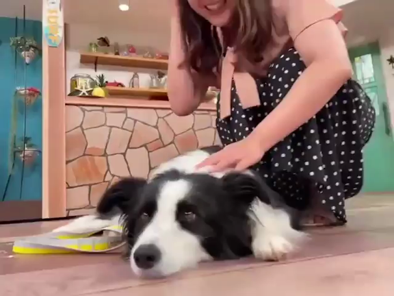 今日の色々と動画。の記事動画