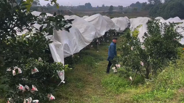 上海でお魚好きになるなんての記事動画