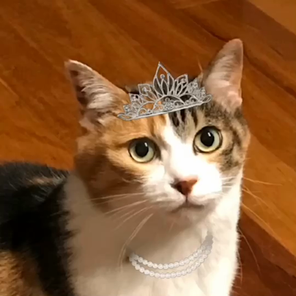 歌うミミィちゃん (*´∀`)♪の記事動画