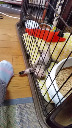 さよならにゃんこ。。の記事動画