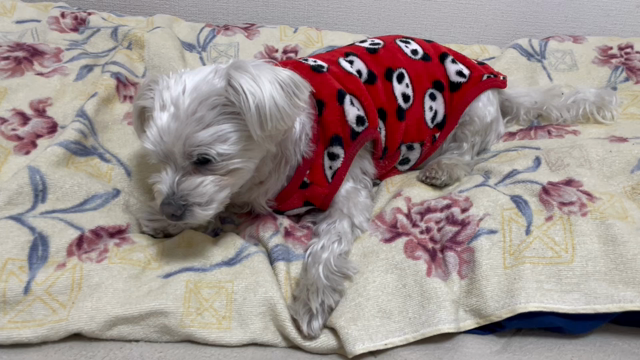 ご報告の記事動画