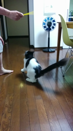 猫を飼って半年の記事動画