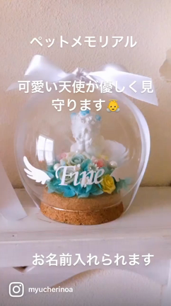 ペットメモリアル　ドームの記事動画