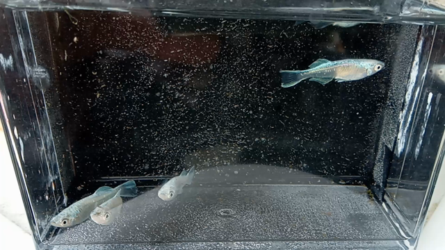 お気に入りのメダカその⑧の記事動画