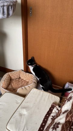 今日のおやつとあずきなこ♡の記事動画