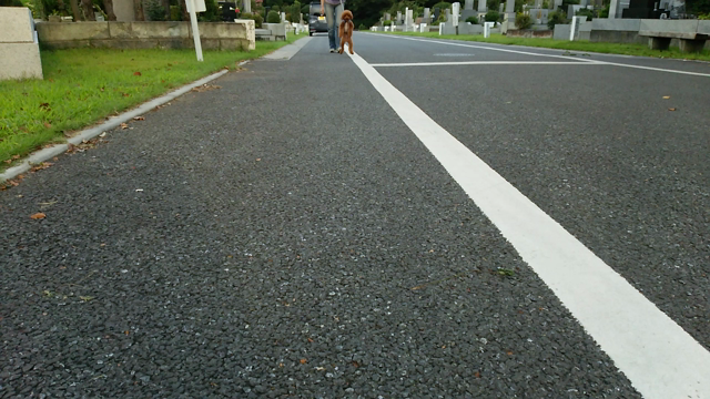 二足歩行犬動画集。。。の記事動画