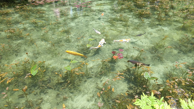 美しさに目を奪われる池★着物旅の記事動画