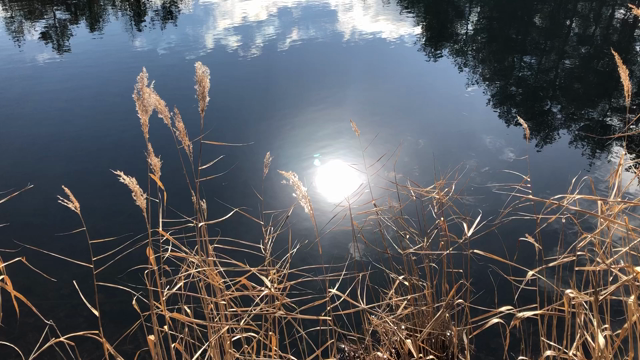 池(動画)の記事動画