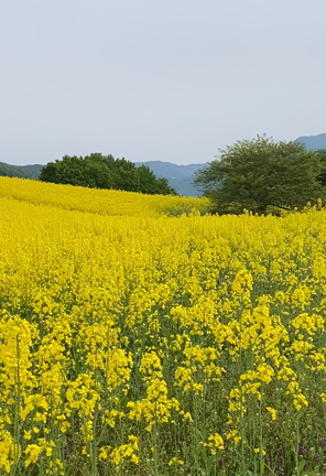 喜多方 三ノ倉高原 菜の花フェスタ 22 満開 見頃を迎えています Sybilleの部屋
