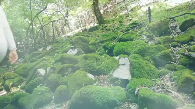 もの◯け姫　こだま　の記事動画