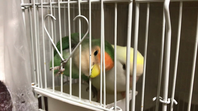 コザクラたちの聴く力の記事動画