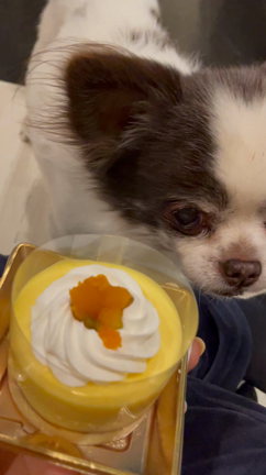 える12歳…の巻の記事動画