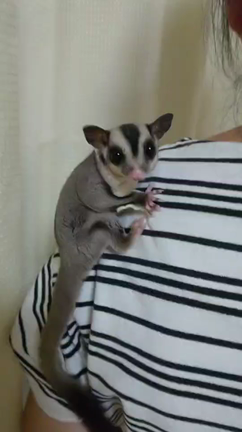 動画～翔～の記事動画