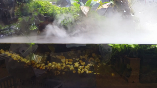 ペットショップとボールパイソンの記事動画