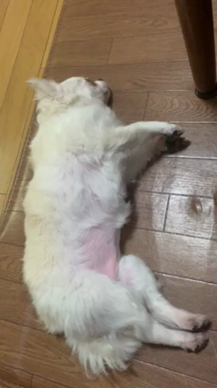 死んだ犬に会いたいの記事動画