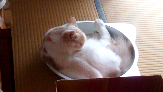 癒しの？にゃんこ動画の記事動画