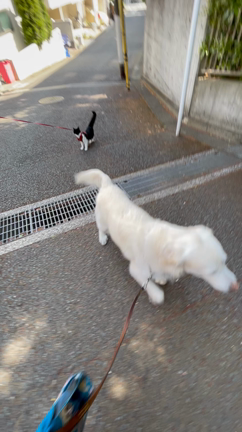 猫ちゃんとニケ仲良く散歩の記事動画