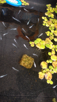 メダカは元気です。の記事動画