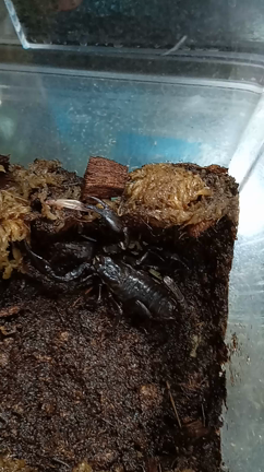 サソリ飼育の記念としての記事動画