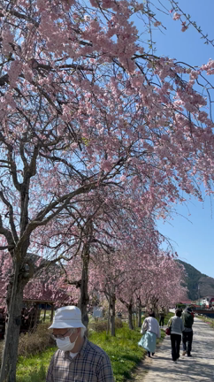 春爛漫の真庭市への記事動画
