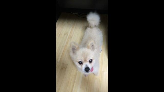 全敗(^^)の記事動画