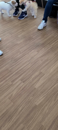 10月11月のパピー教室の記事動画