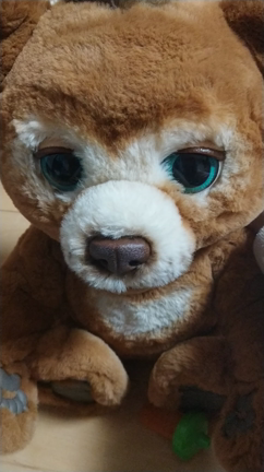 くまさんの動き(◍•ᴗ•◍)の記事動画