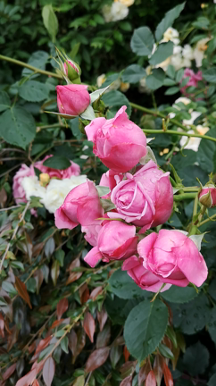 ロザヴェールの朝の記事動画