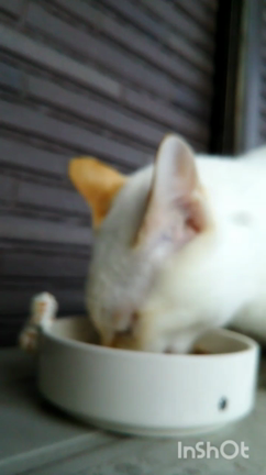 ฅ^•ﻌ•^ฅもぐもぐ動画の記事動画