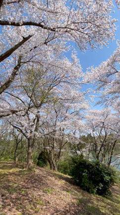 薬勝寺池の桜の記事動画