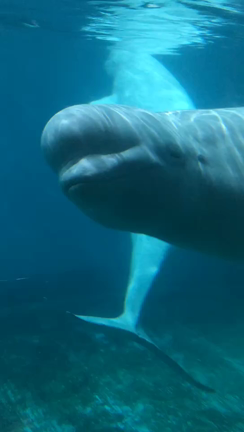 大連路面電車と鯨カフェの記事動画