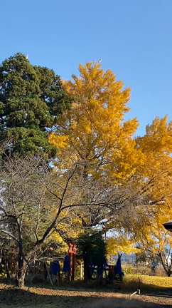 新たな発見の記事動画